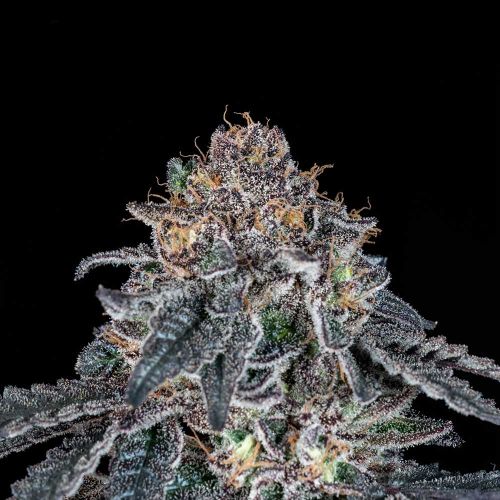 Grape Venom Feminized Cannabis Seeds by Black Tuna Seeds