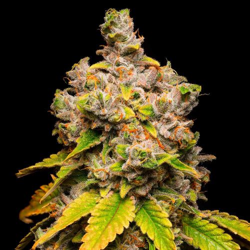 Lemon Cherry Sherb Feminized Cannabis Seeds by Cookies