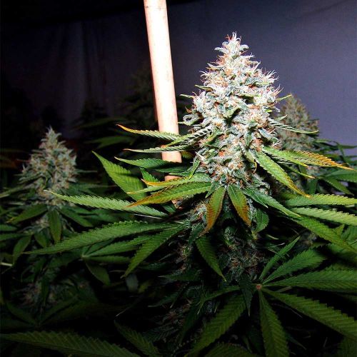 Buddha's Sister Feminized Cannabis Seeds Soma Seeds