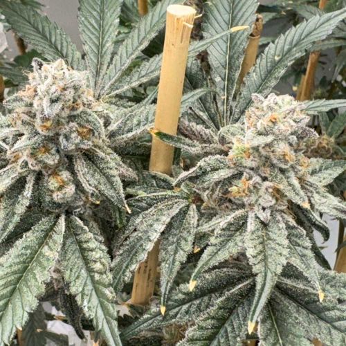 Sello Feminized Cannabis Seeds by Mosca Seeds 