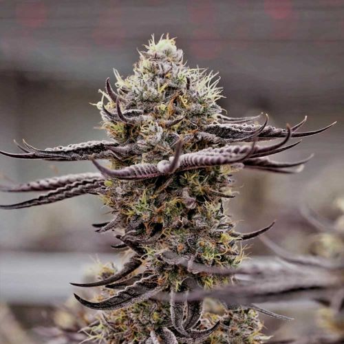 Melted Oreoz Feminized Cannabis Seeds by Holy Smoke Seeds 