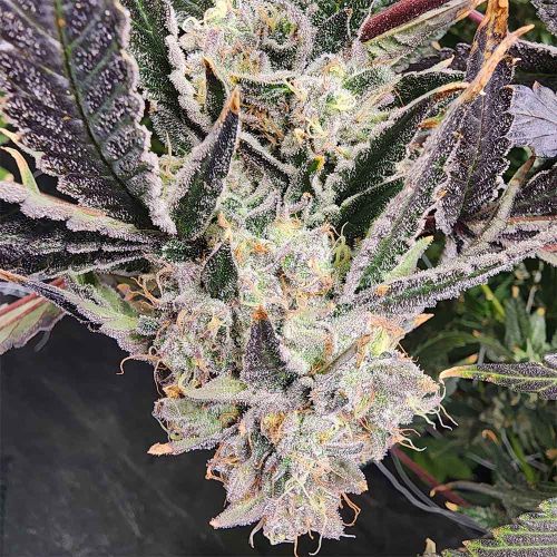 Snow Globe Feminized Cannabis Seeds Always Be Flowering