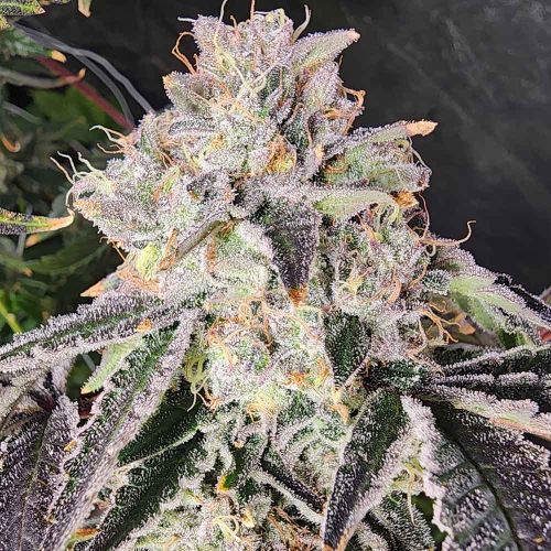 Snow Globe Feminized Cannabis Seeds Always Be Flowering