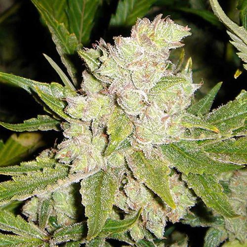 Sogouda Feminized Cannabis Seeds Soma Seeds