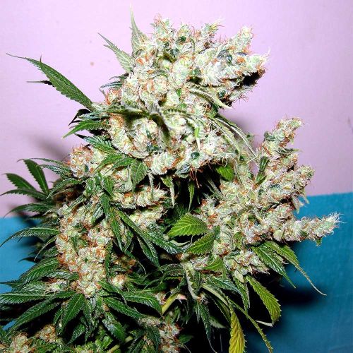 New York City Diesel Feminized Cannabis Seeds Soma Seeds