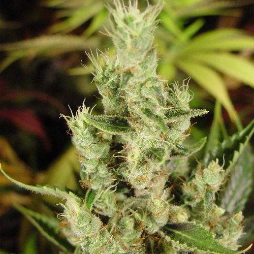 Amnesia Haze Regular Cannabis Seeds Soma Seeds