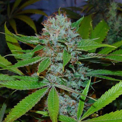 Buddha's Sister Feminized Cannabis Seeds Soma Seeds