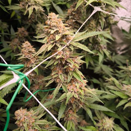 Jacob Green Feminized Cannabis Seeds Soma Seeds