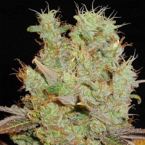 Somango Feminized Cannabis Seeds Soma Seeds