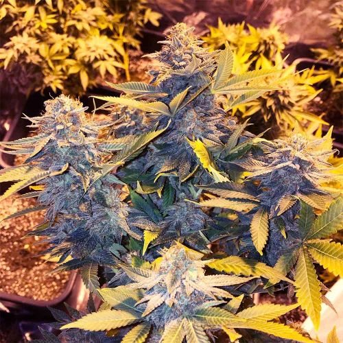 Somango Pineapple Feminized Cannabis Seeds Soma Seeds