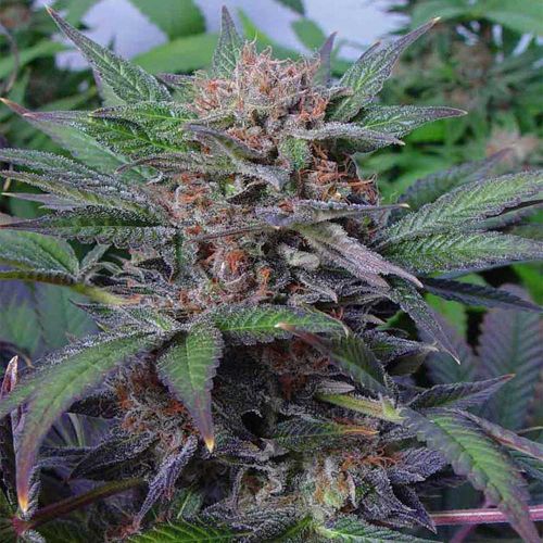 Somango Feminized Cannabis Seeds Soma Seeds