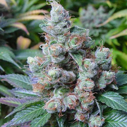 Somari Feminized Cannabis Seeds Soma Seeds