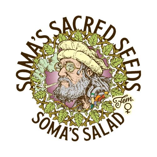 Soma's Salad Feminized Cannabis Seeds Soma Seeds