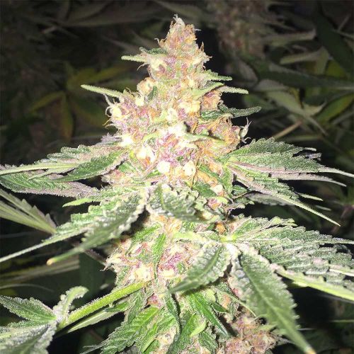 5G Feminized Cannabis Seeds Soma Seeds