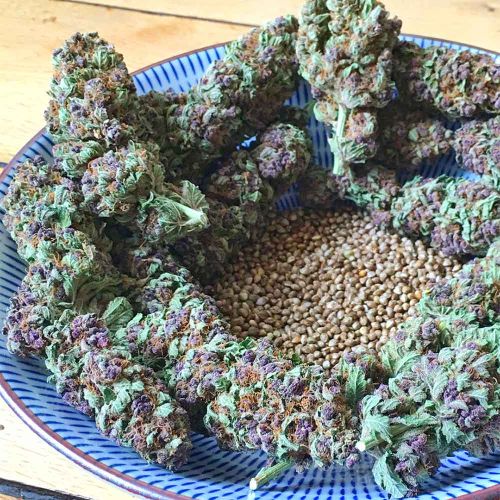 SoPurple Feminized Cannabis Seeds Soma Seeds