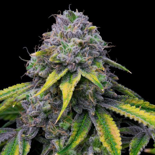 Sour Dubb x Hollywood Feminized Cannabis Seeds by Cookies