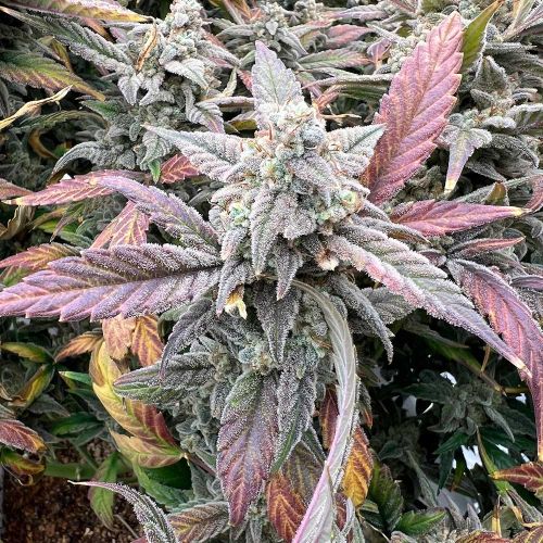 Strawberry Milk and Qookies Remix Auto Seeds by Dark Owl Seeds
