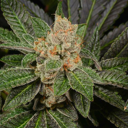 Sugar Biscuits Feminized  Cannabis Seeds by Archive Seedbank 