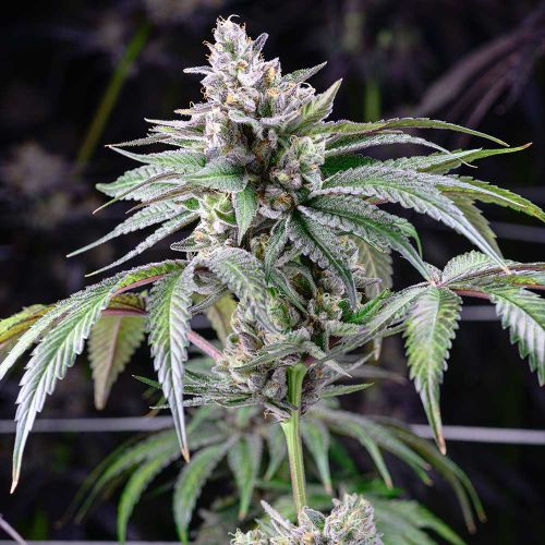 Sunsetz Feminized Cannabis Seeds by Cookies