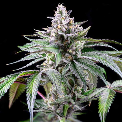 Sunsetz Feminized Cannabis Seeds by Cookies