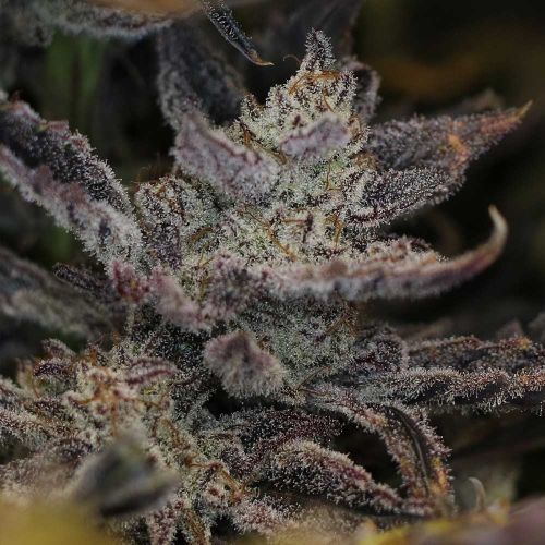 Swamp Magic Auto Seeds Night Owl Seeds