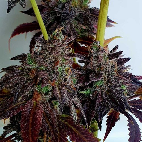 Swamp Strawberries Feminized Cannabis Seeds by Holy Smoke Seeds