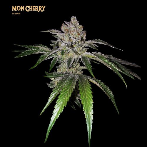 Mon Cherry Feminized Cannabis Seeds T.H.Seeds