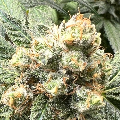 Tapestry Feminized Cannabis Seeds by Mosca Seeds 