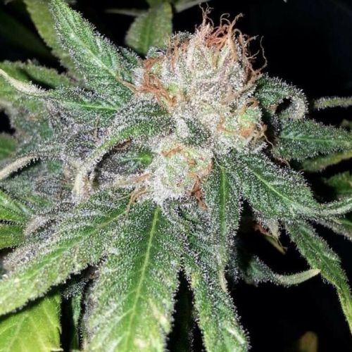 Purple Crack Female Cannabis Seeds by The Cali Connection