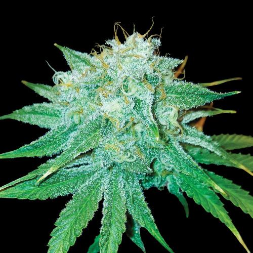 The Stinking Rose Feminized Cannabis Seeds by DNA Genetics