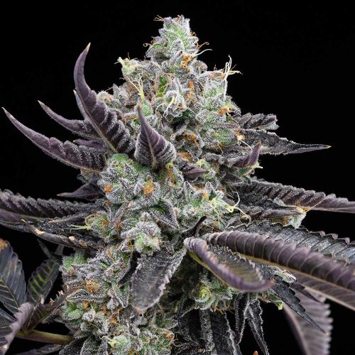 Tie Die Feminized Cannabis Seeds by Cookies