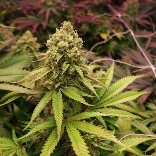 True OG Feminized Cannabis Seeds Soma Seeds