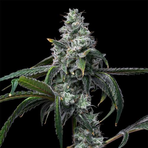 UK Cheese x Hollywood Feminized Cannabis Seeds by Cookies