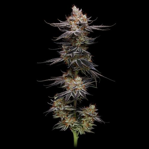 Uvaz Feminized Cannabis Seeds by Black Tuna Seeds