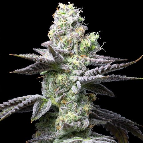 Wet Wet Feminized Cannabis Seeds by Cookies