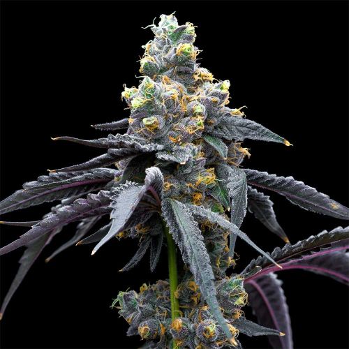 White Runtz x Hollywood Feminized Cannabis Seeds by Cookies 