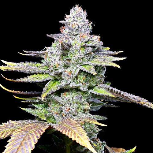 White Sherb Feminized Cannabis Seeds by Cookies