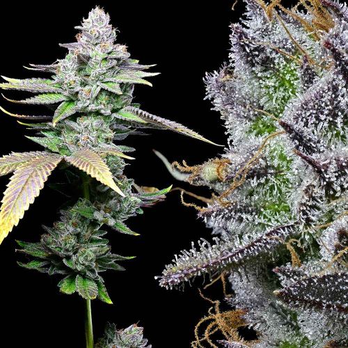 White Sherb Feminized Cannabis Seeds by Cookies