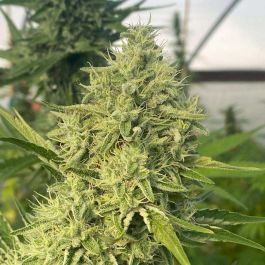 Black Beard Feminized Cannabis Seeds by Karma Genetics