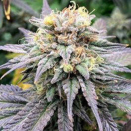 Highway Harmony Regular Cannabis Seeds by Karma Genetics