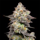 Acai Gelato Feminized Cannabis Seeds by Cookies