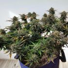 Alchemist's Apprentice Autoflowering Cannabis Seeds by Night Owl Seeds