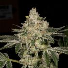 Hash Blast Regular Cannabis Seeds Archive Seedbank