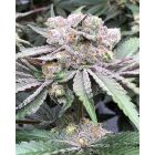 Baccarat Feminized Cannabis Seeds by Symbiotic Genetics