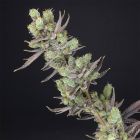 Big Banana Skunk Feminized Cannabis Seeds by Old School Genetics