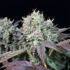 Blue Gem Feminized Cannabis Seeds by Paradise Seeds