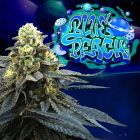 Blue Peach Feminized Seeds Perfect Tree 