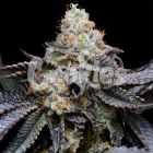 Blueberry Bubblegum Feminized Cannabis Seeds by Cookies