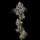 Blueberry Cherries Feminized Cannabis Seeds by Cookies