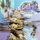 CaliFunk Female Cannabis Seeds by T.H.Seeds